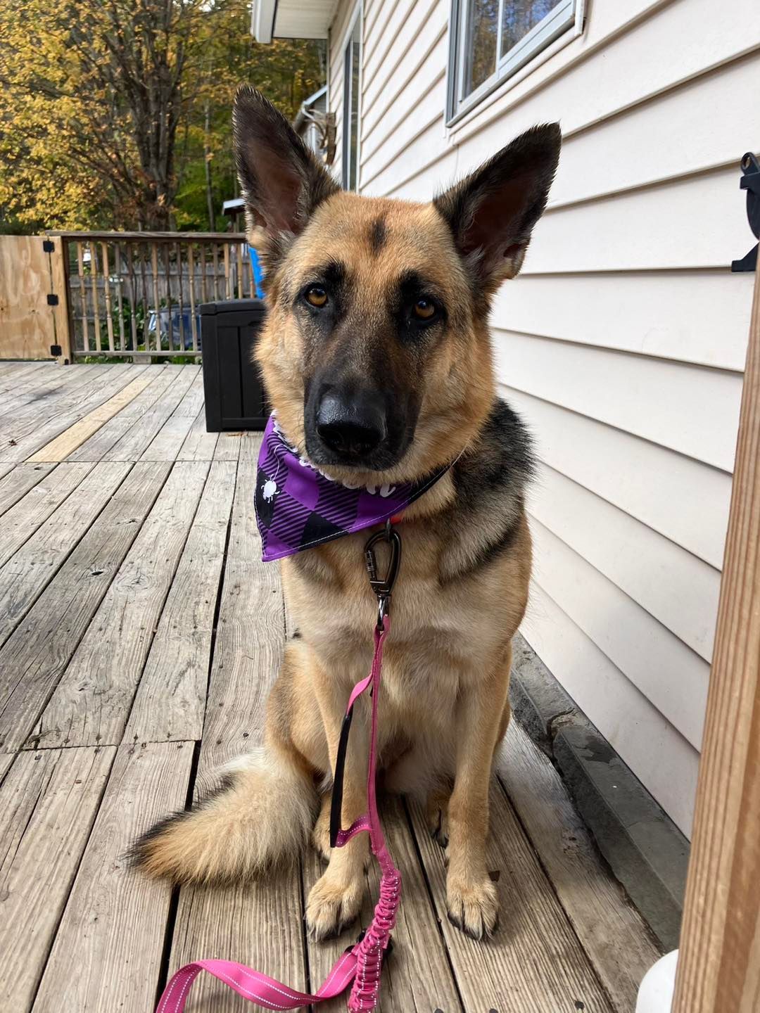 German Shepherd dog on a wooden deck, wearing a purple bandana and pink leash, looking forward.