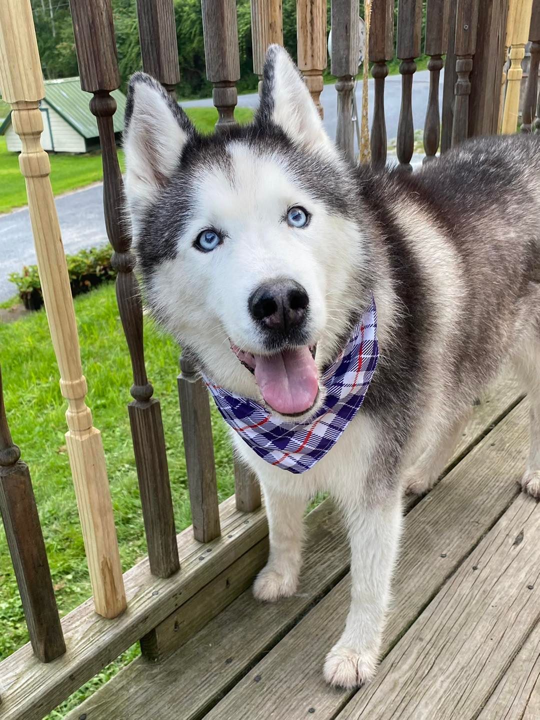 Husky with blue eyes wearing a patterned bandana, standing on a wooden deck.