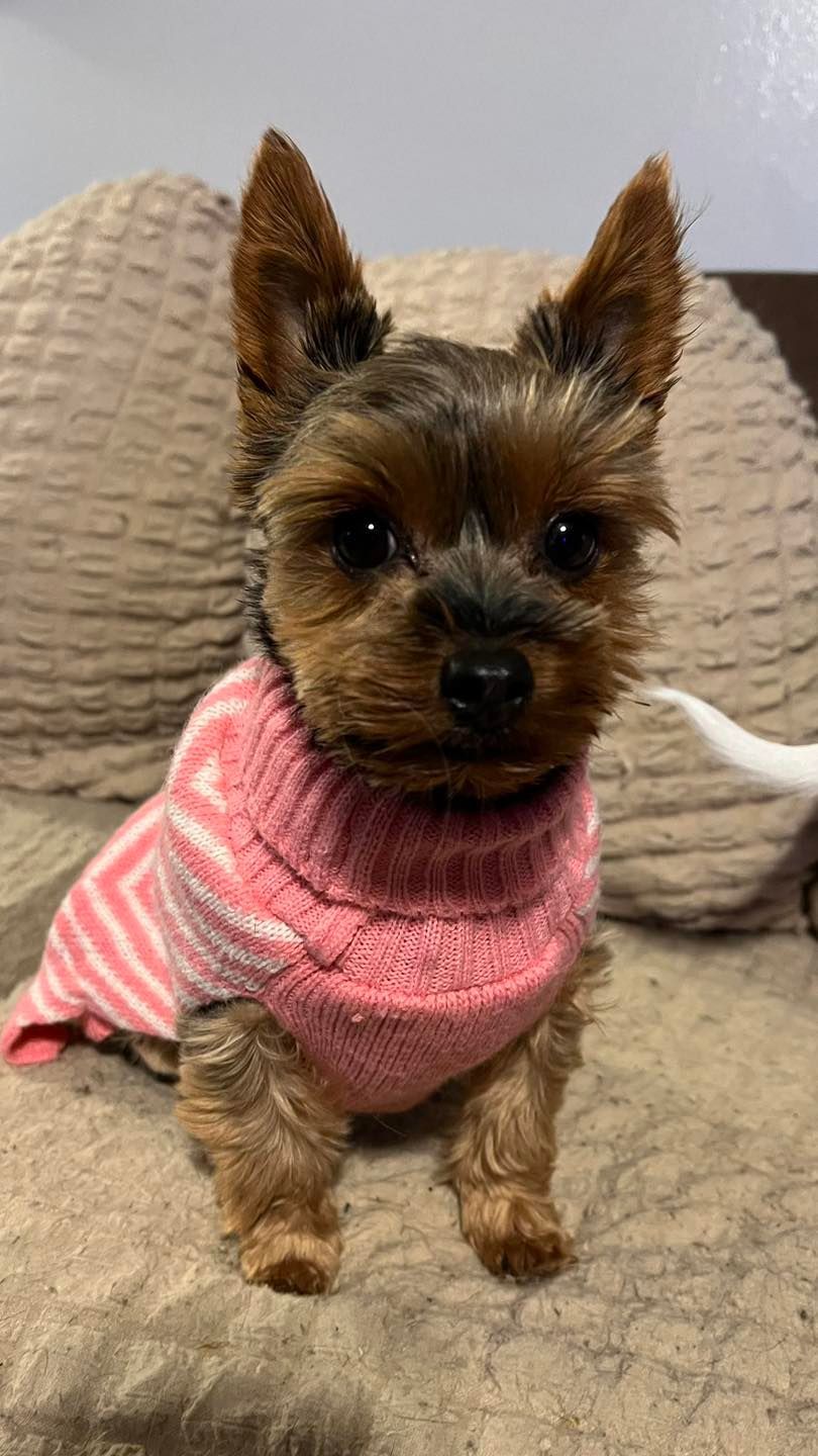 Yorkshire terrier wearing a pink and white striped sweater, sitting on a couch.
