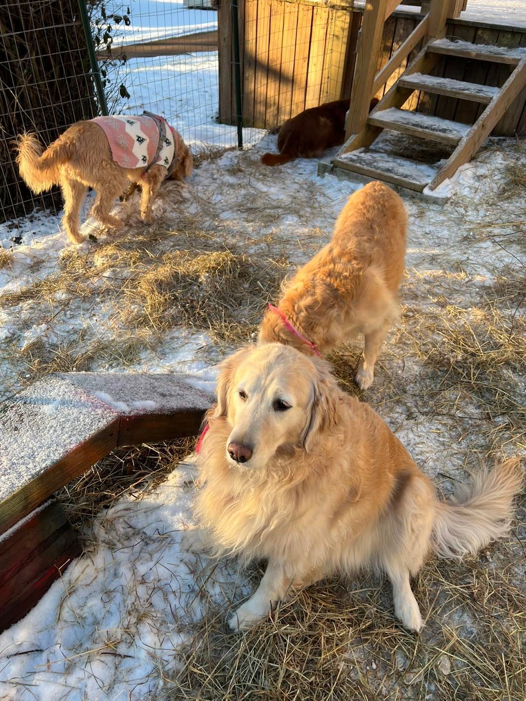 Four golden retrievers in a snowy yard. One wearing pink vest. Others are playing.