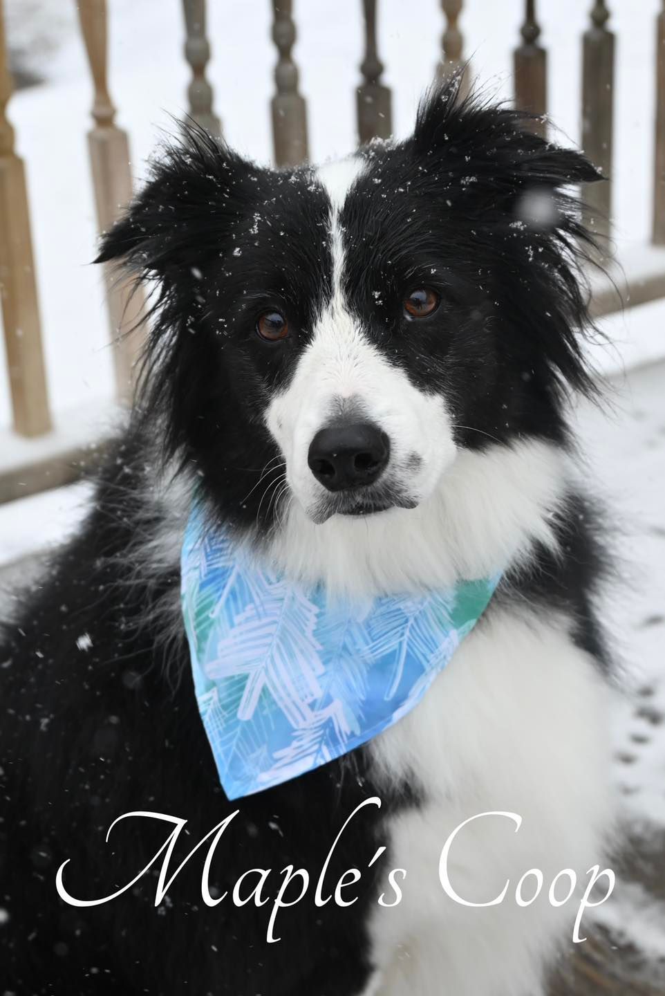 Black and white border collie with a blue bandana in the snow, sitting on a porch.