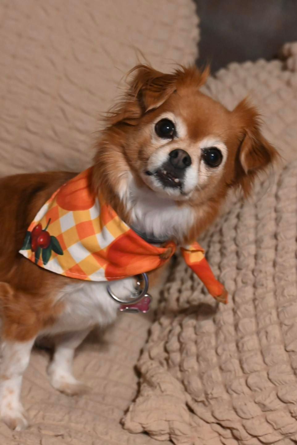 Brown chihuahua wearing orange and white bandana, looking at the camera.