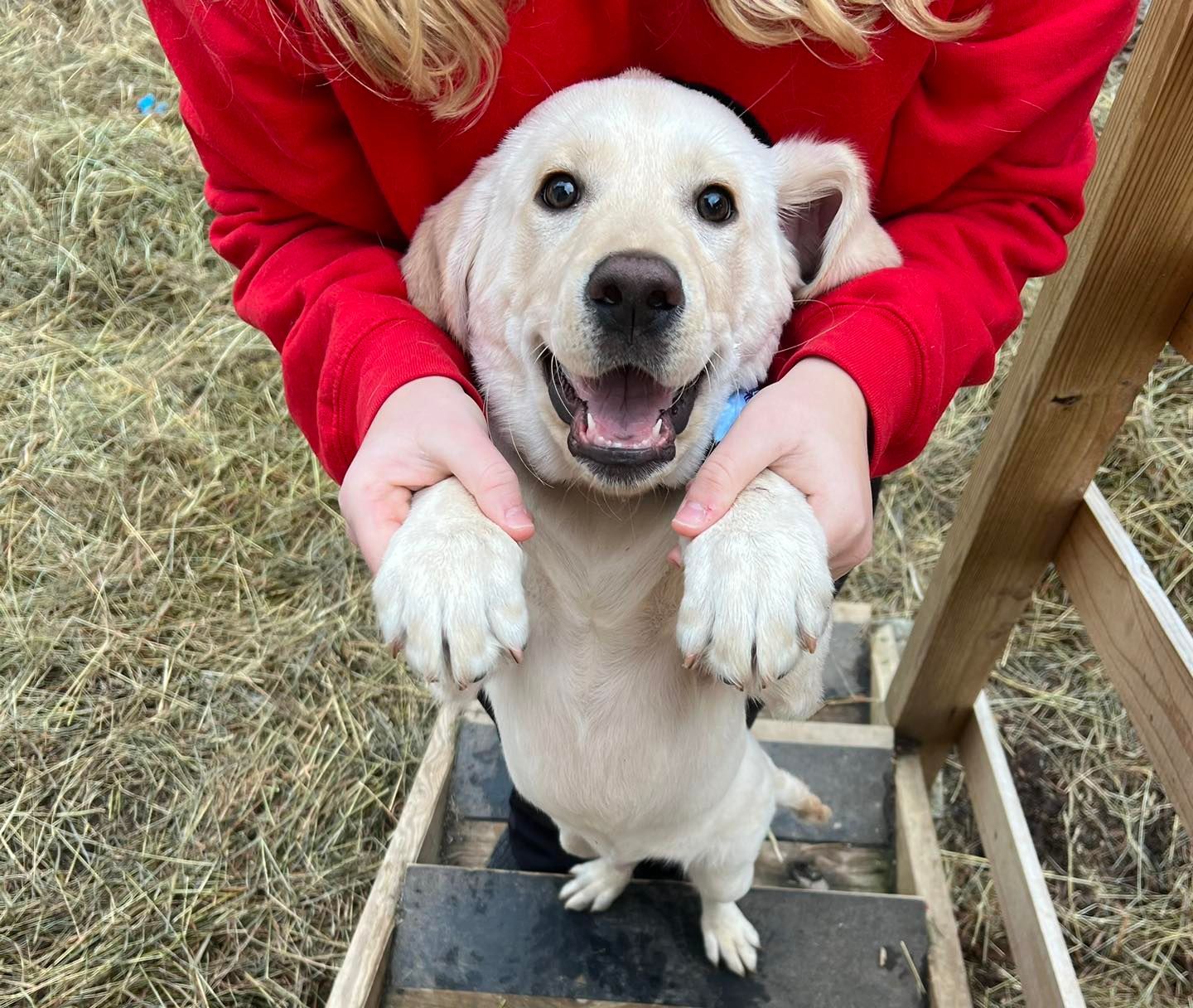 Happy yellow lab puppy held by person in red sweater, outdoors on wooden steps.