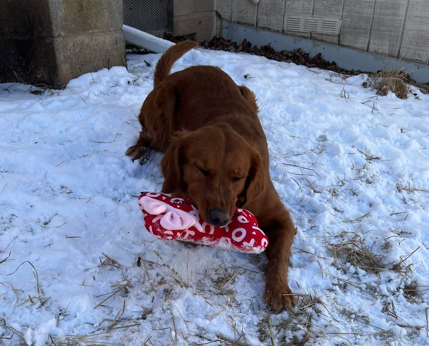 Red-haired dog lies in snow, holding a red and white toy in its mouth.