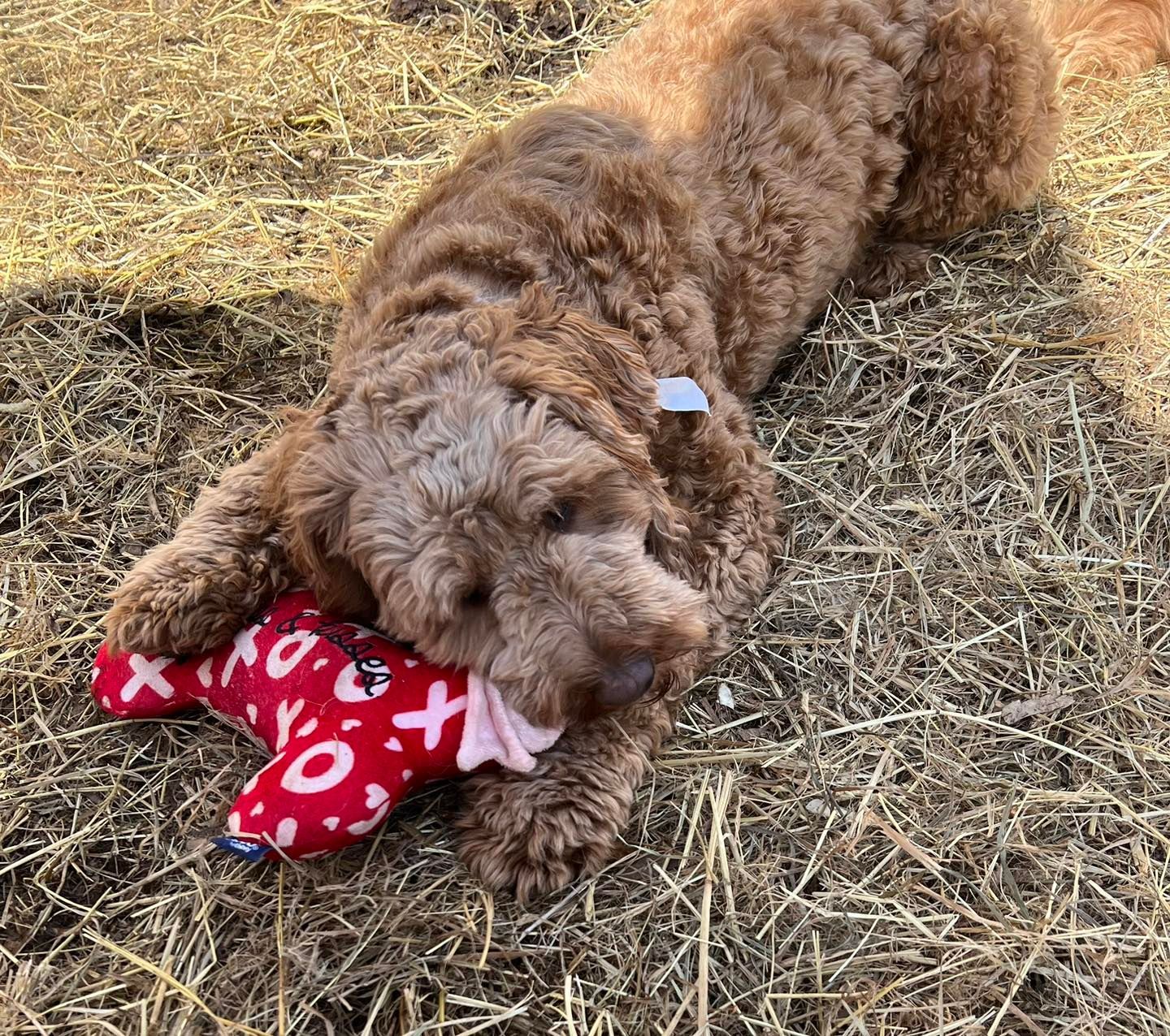 Golden-red doodle dog lying on hay, holding a red toy with white