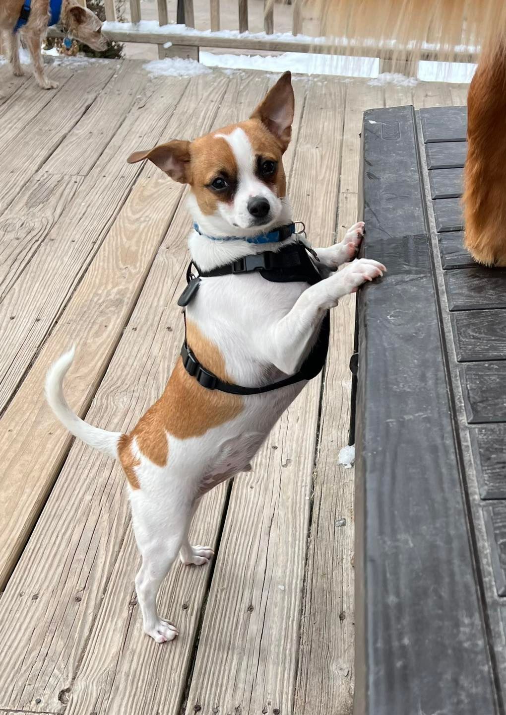 Small white and brown dog standing on hind legs, paws on a wooden table.