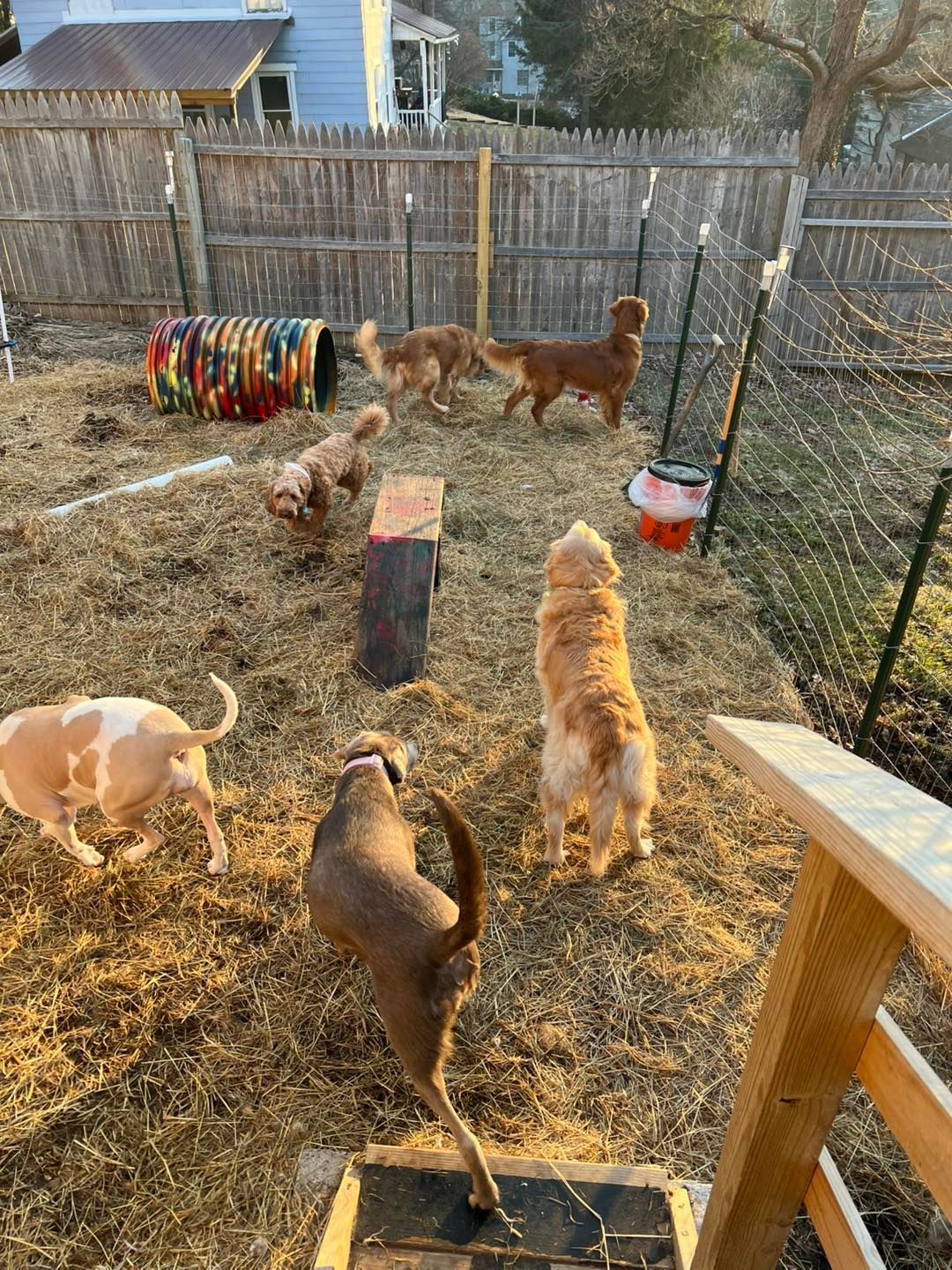 Dogs in a fenced yard with toys. Several golden retrievers, a terrier mix, and a pit bull play on a sunny day.