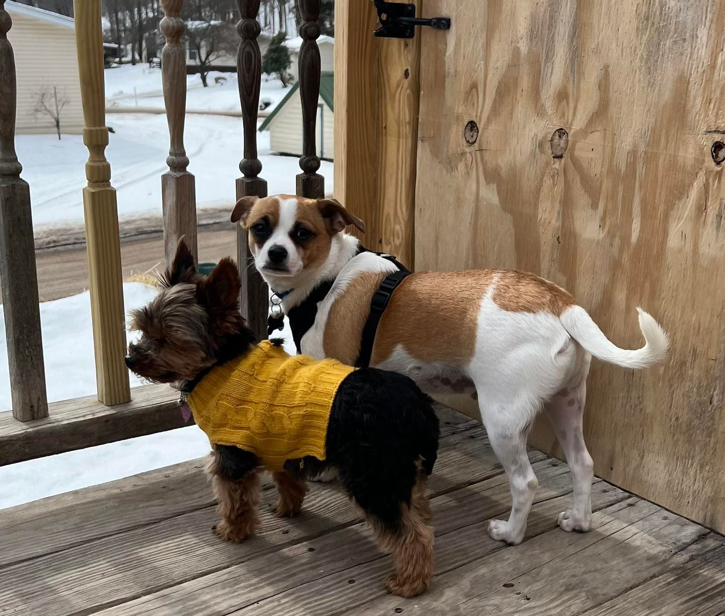 Two dogs on a wooden deck; a small Yorkshire terrier in a yellow sweater and a medium-sized dog with white and brown fur.
