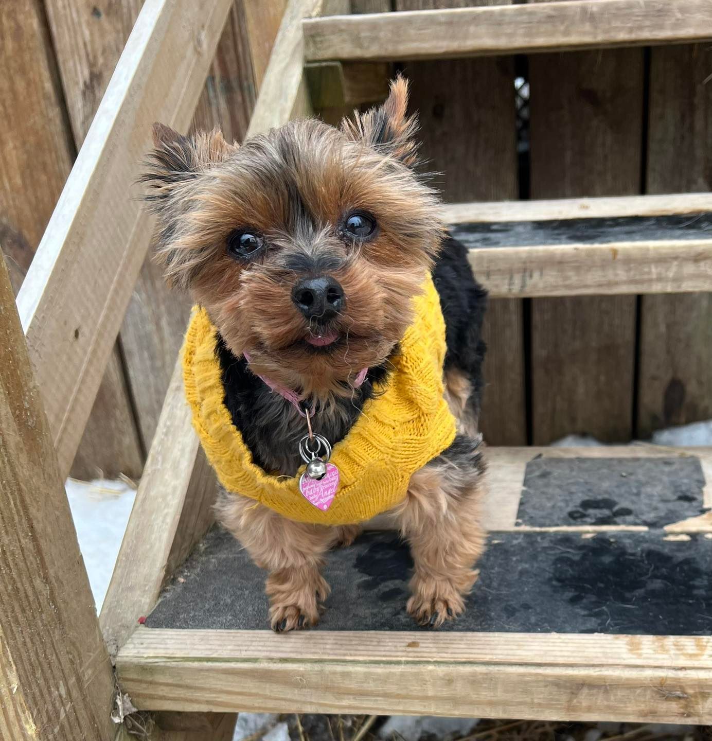 Yorkshire terrier wearing a yellow sweater, standing on wooden steps, with a pink heart-shaped tag.