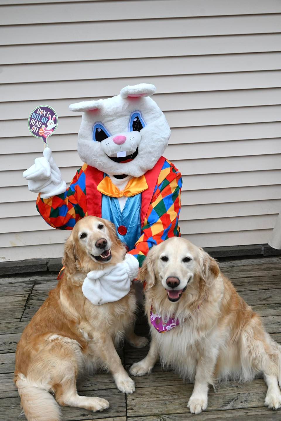 Easter Bunny poses with two golden retrievers on a deck, holding a lollipop.