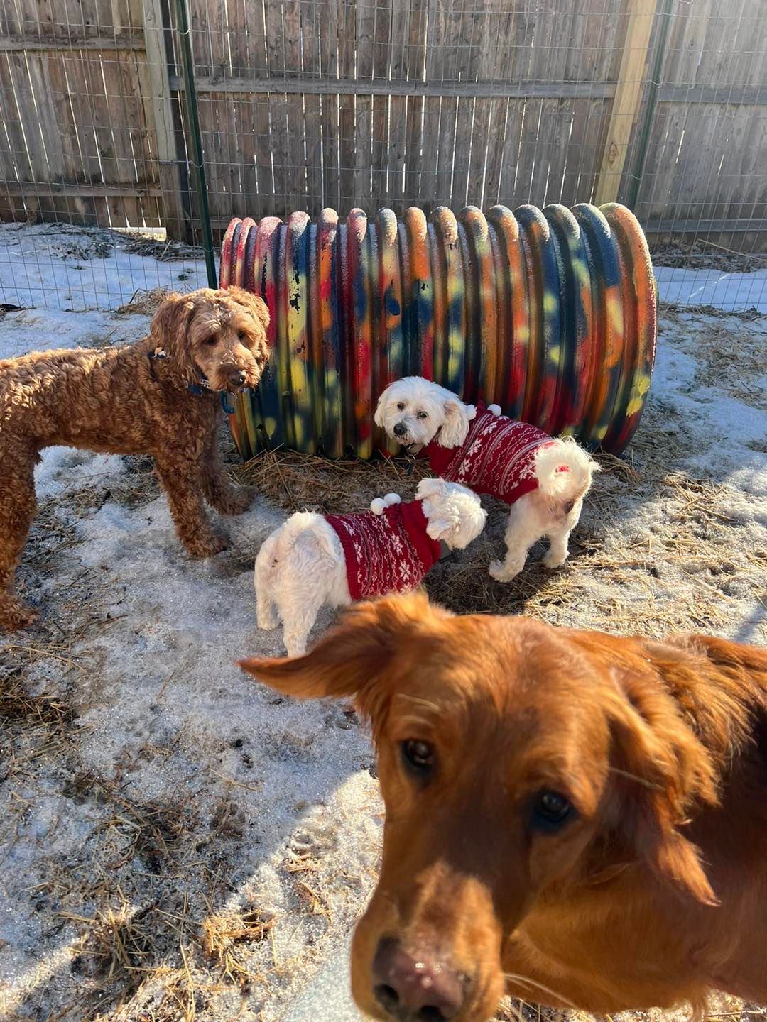 Four dogs in snowy yard; one golden retriever, one poodle, two small dogs wearing sweaters, and a tunnel.