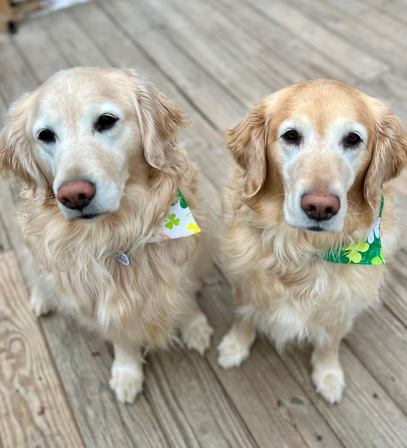 Two golden retrievers wearing St. Patrick's Day bandanas sit on a wooden deck.