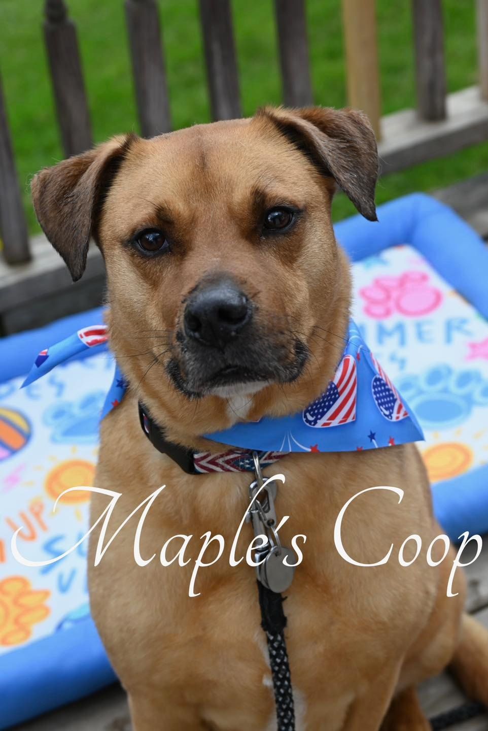 Brown dog with black collar and bandana sits outdoors, looking at camera.