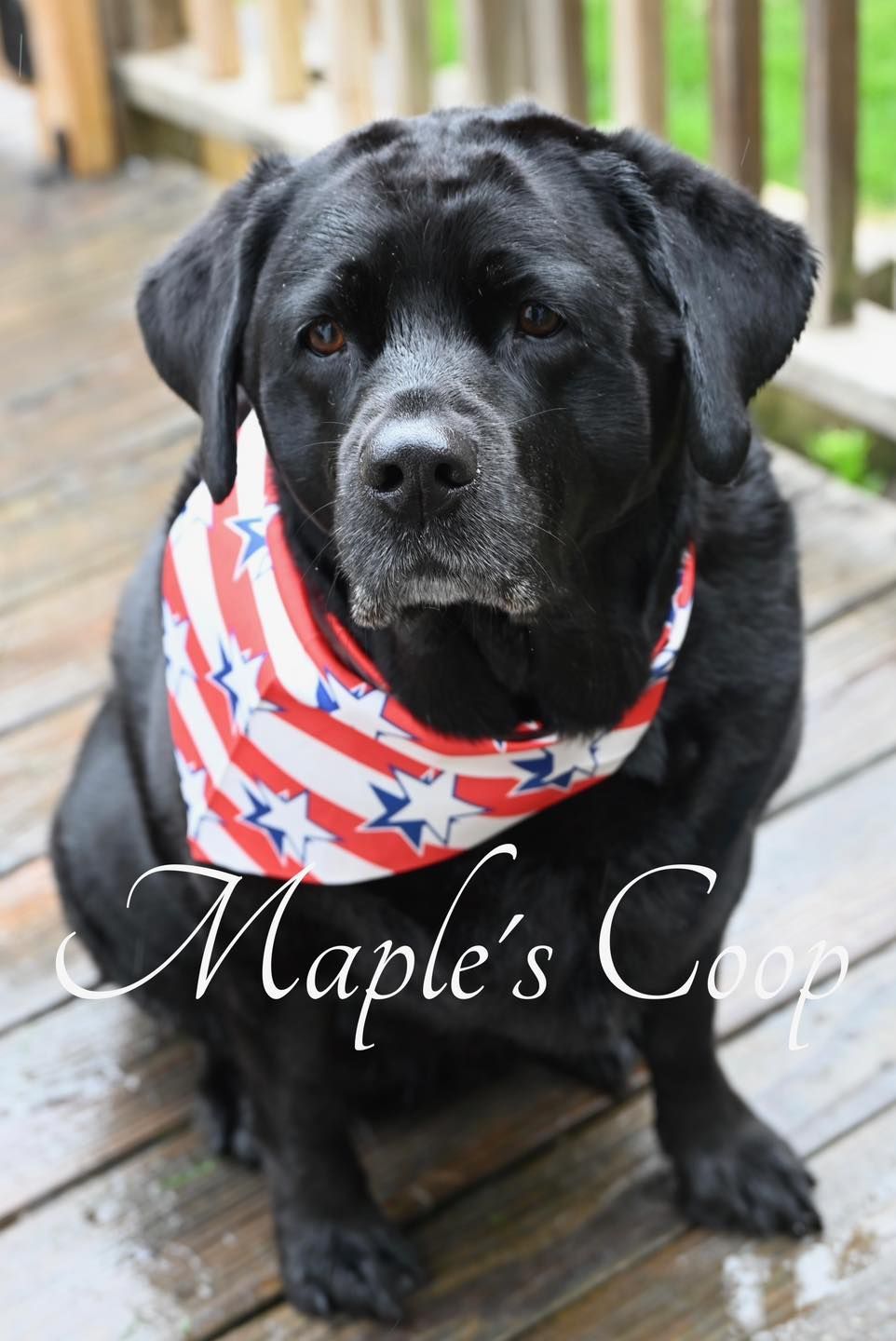 Black Labrador wearing a patriotic bandana, sitting on a wooden deck.