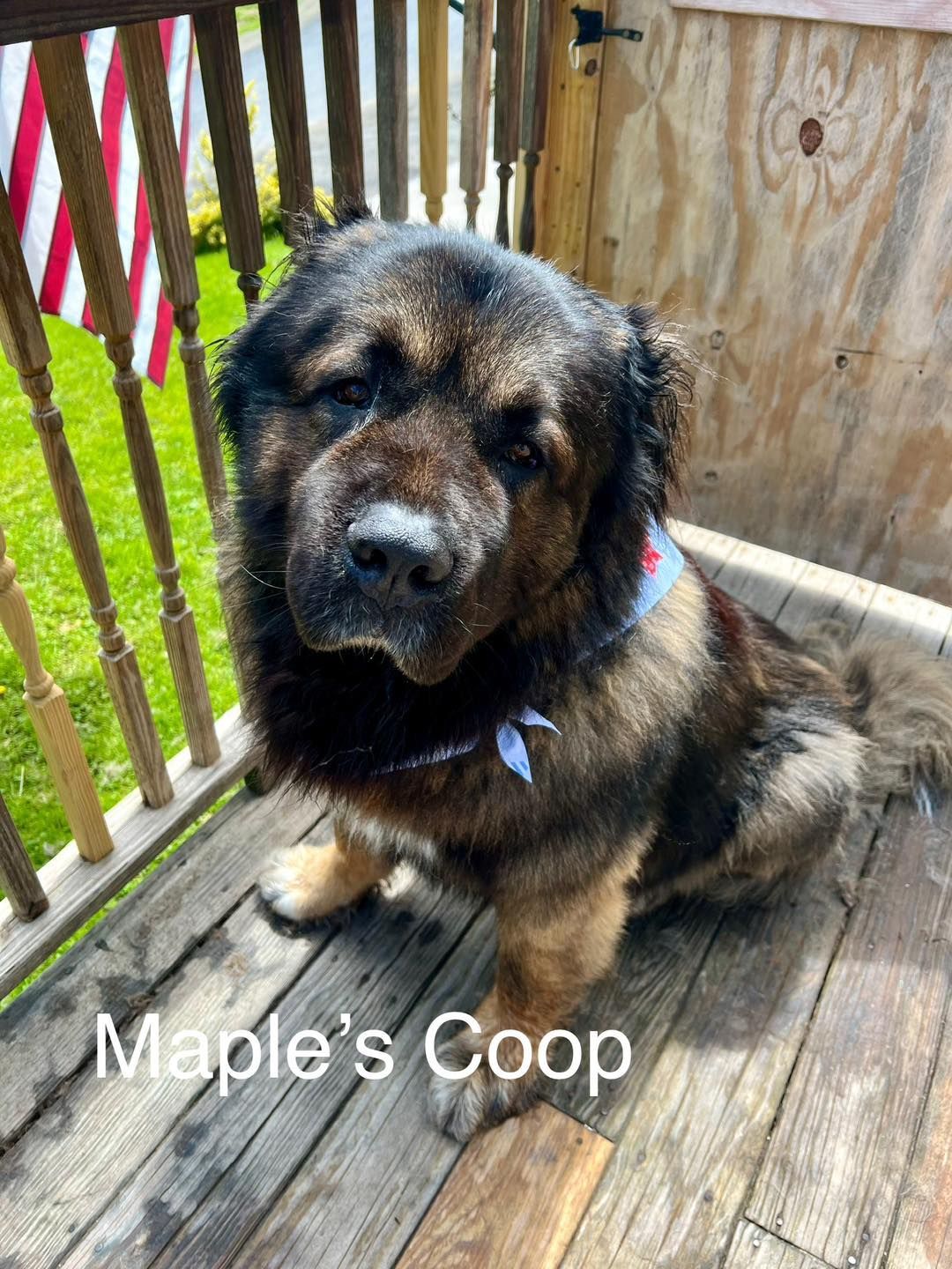Large, fluffy dog with brown and black fur sits on a wooden deck; text reads 