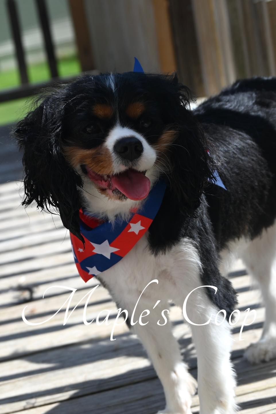 Tri-color Cavalier King Charles Spaniel wearing a red, white, and blue bandana with a happy expression on a wooden deck.