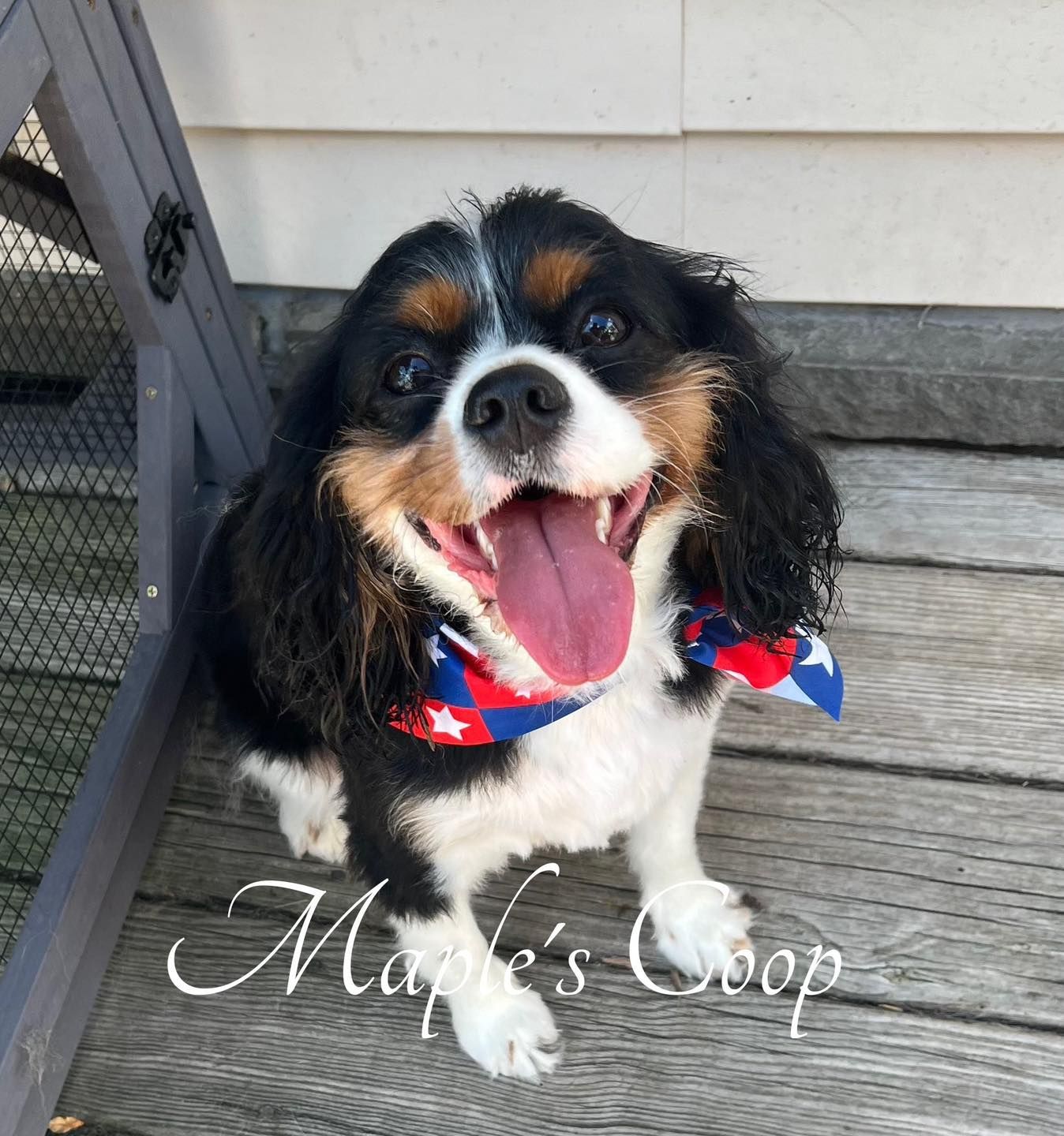 Tri-color Cavalier King Charles Spaniel wearing a red, white, and blue bandana, panting and smiling.