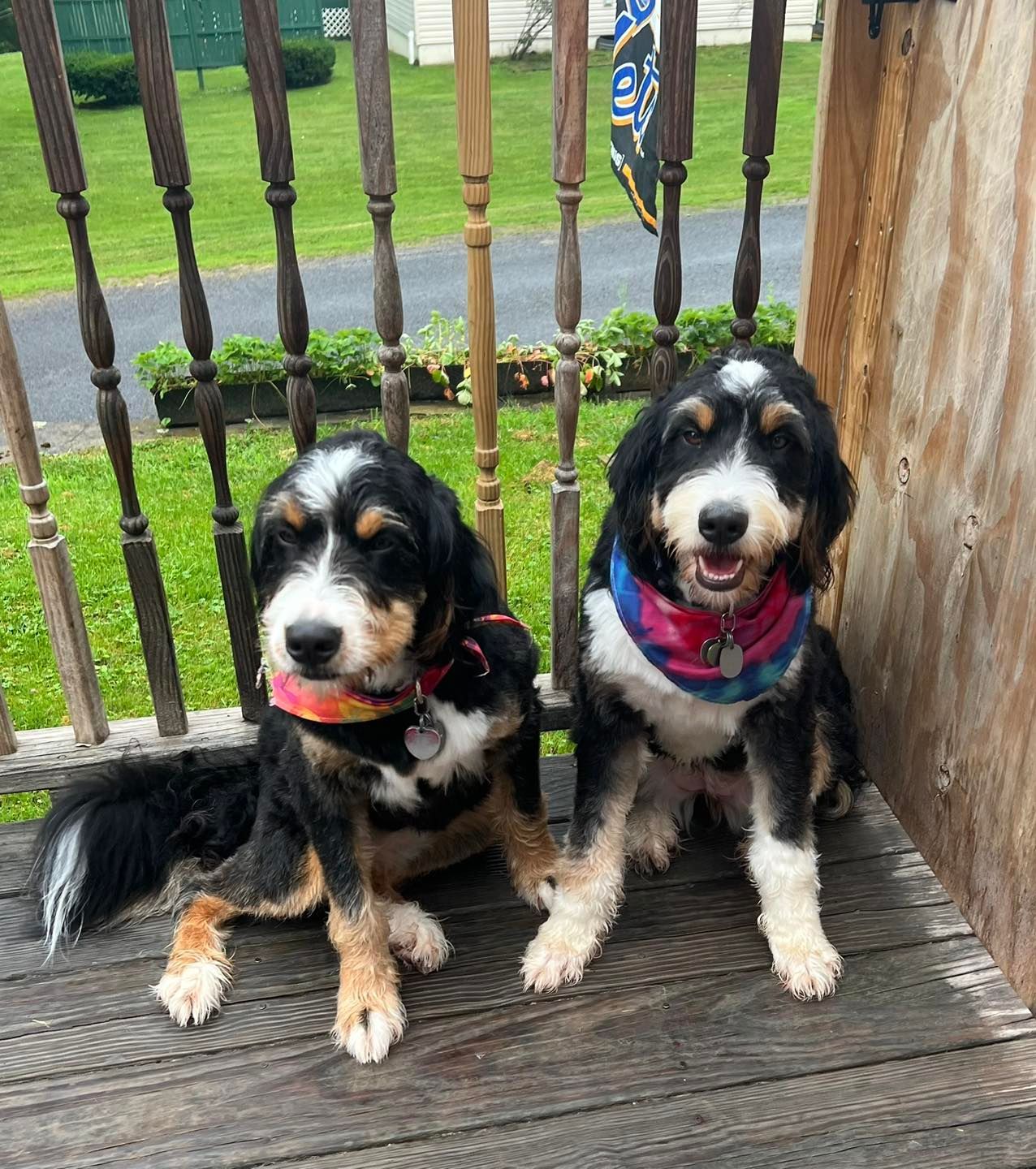 Two Bernedoodle dogs sitting on wooden porch, both wearing colorful bandanas.