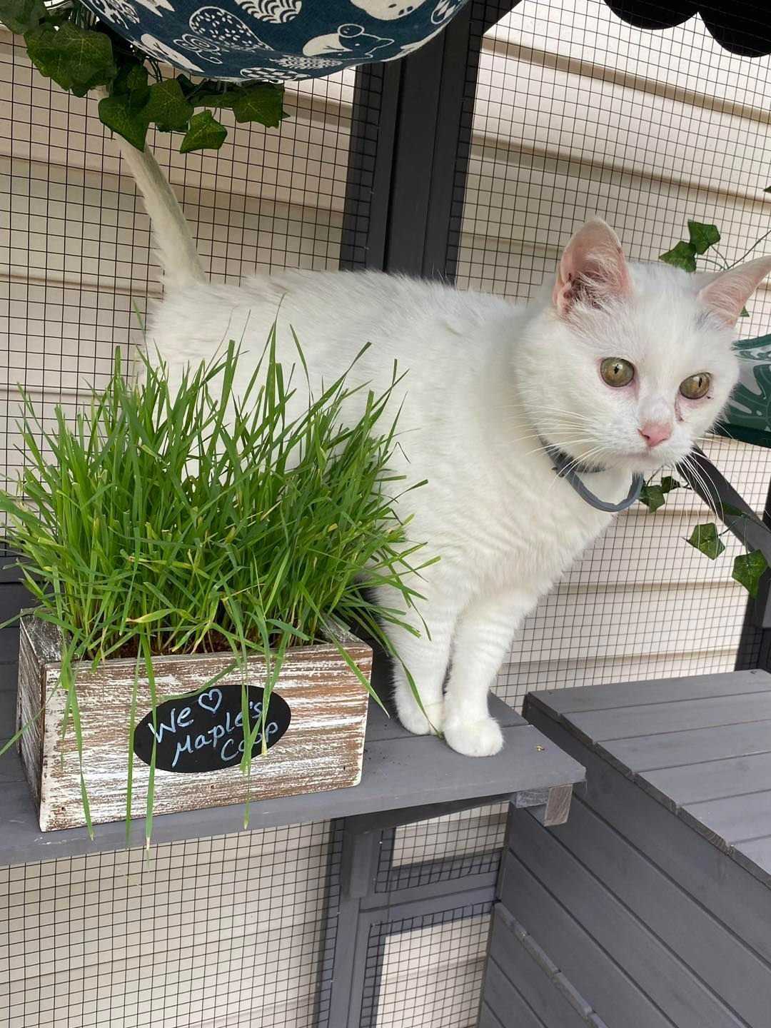 White cat standing next to a box of green grass on an outdoor table.