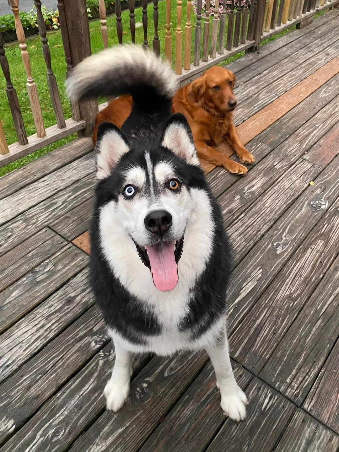 Husky with blue and brown eyes smiles, tongue out, on a wooden deck; golden retriever in background.