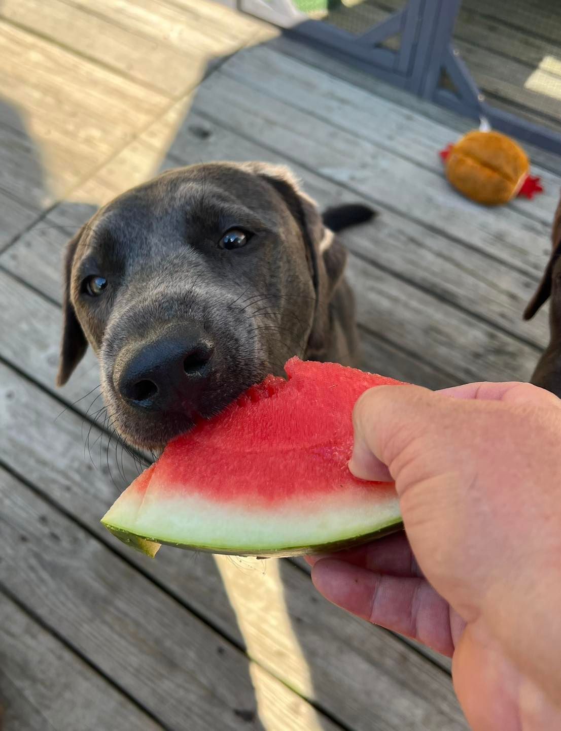 Dog eating watermelon slice from hand, outdoors.