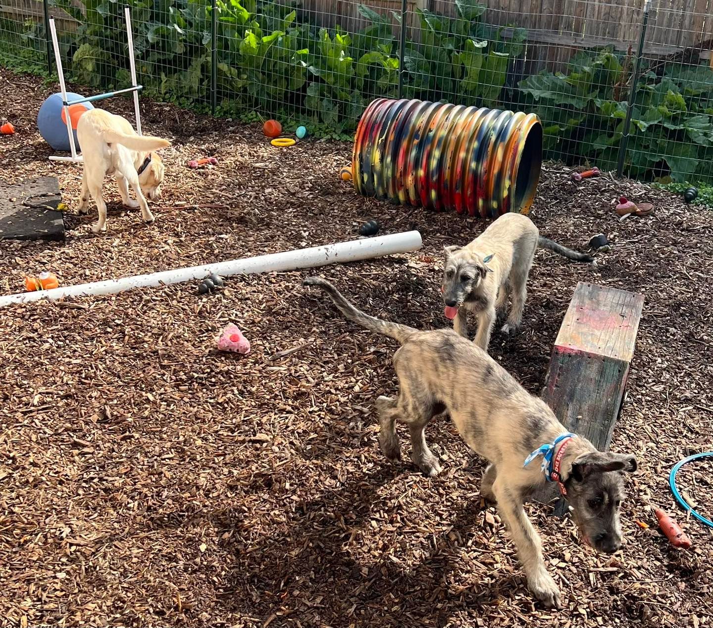 Three dogs in an agility course. One jumps an obstacle, two others explore the woodchip ground near a tunnel.