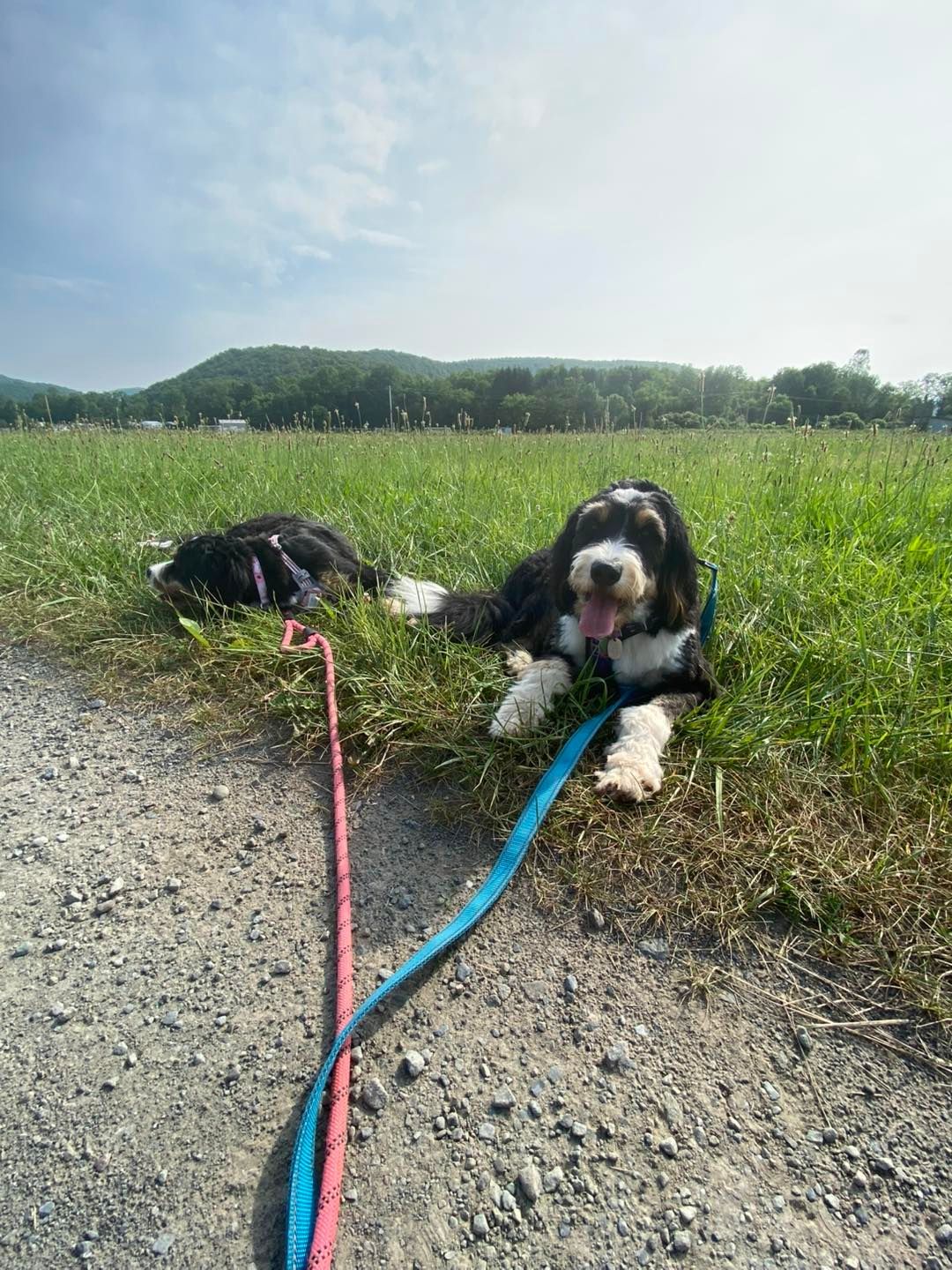 Two dogs on leashes rest on a path near a field. One is black and white, the other mostly black.