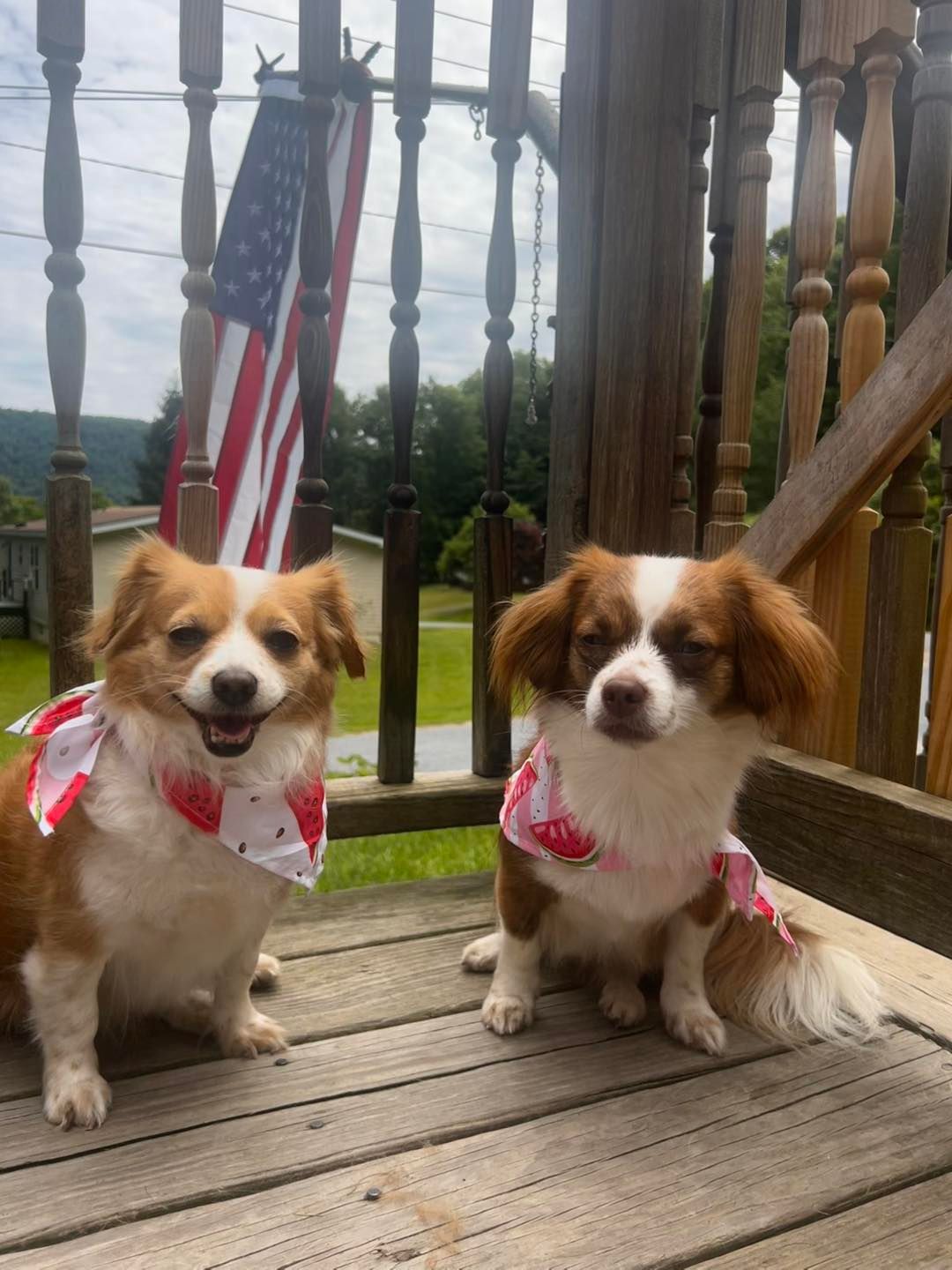 Two dogs wearing strawberry bandanas sit on a deck; American flag in the background.
