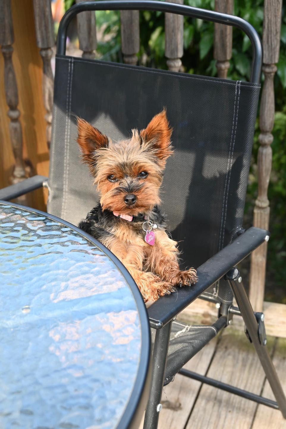 Yorkshire Terrier sits on a black chair at an outdoor table. The dog has pricked ears and a pink collar.