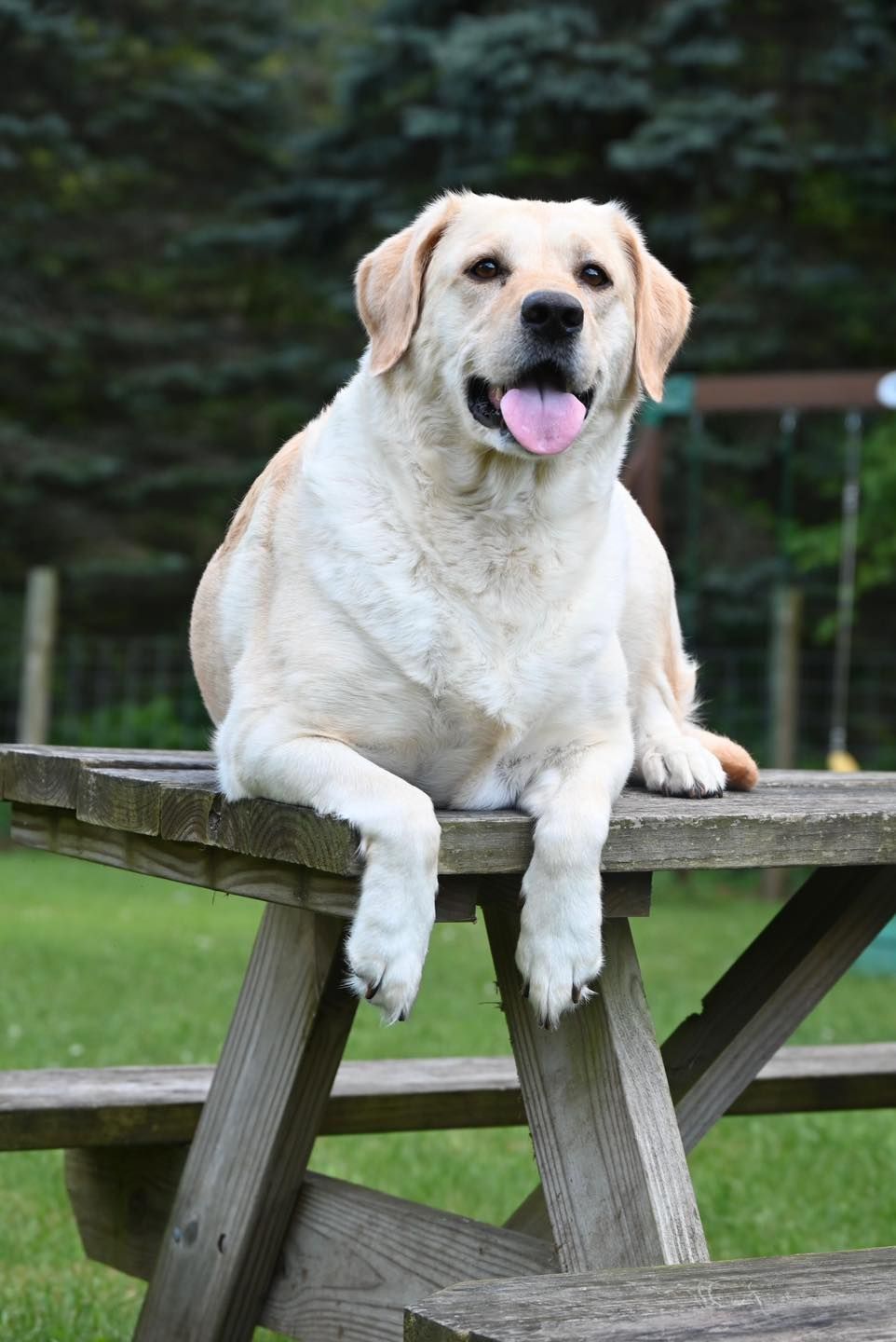 Yellow Labrador dog resting on a wooden picnic table, tongue out, in a grassy yard.