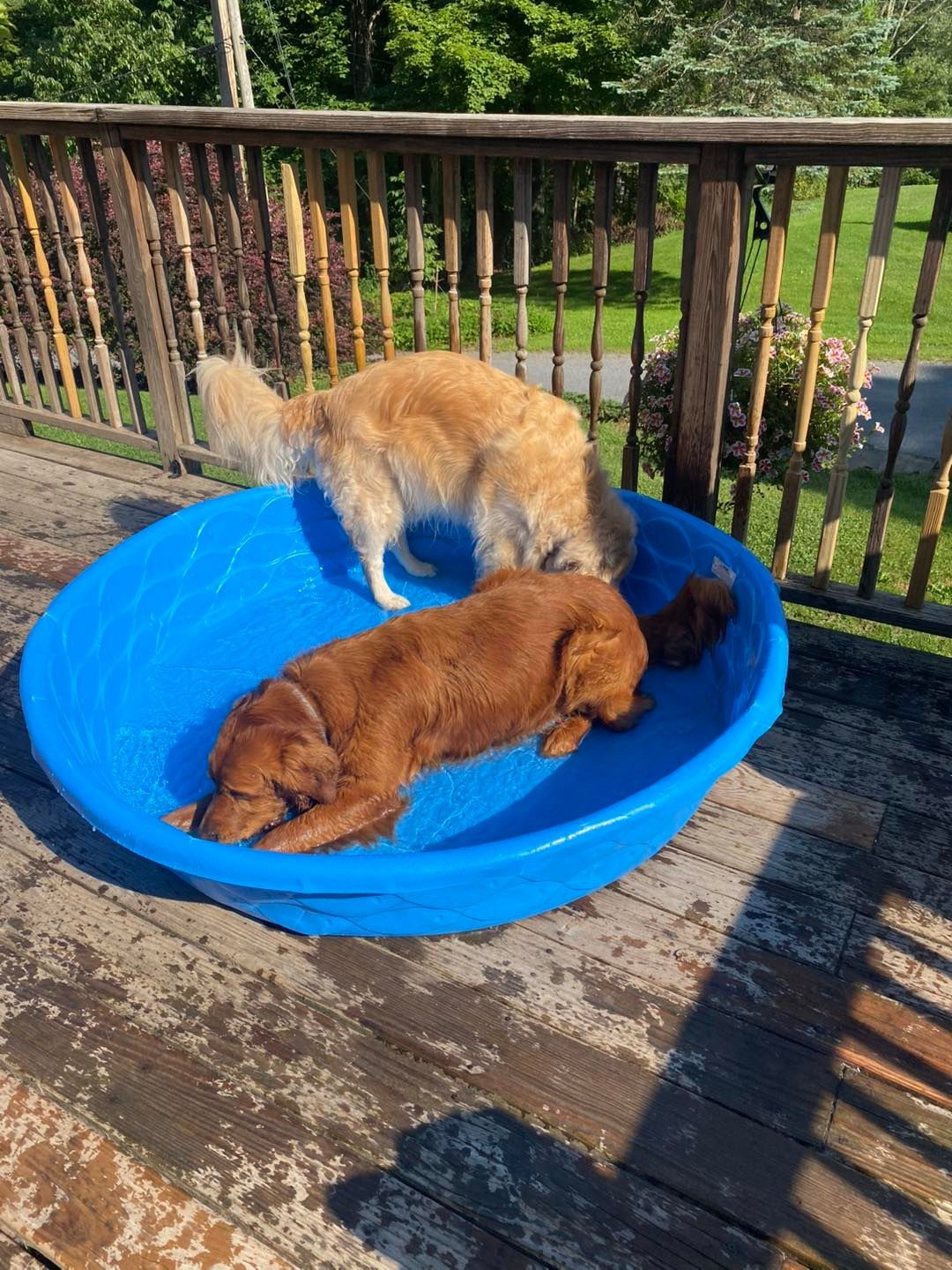 Two golden retrievers on a wooden deck; one in a blue kiddie pool, one standing beside it.