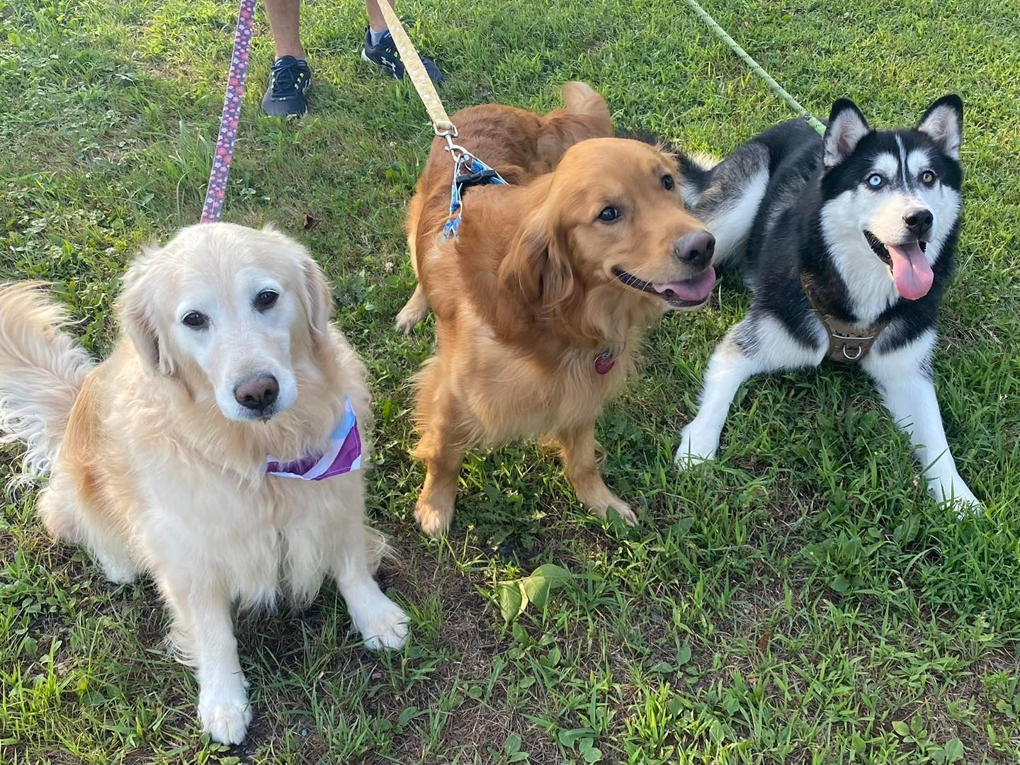 Three dogs on leashes in a grassy area: a golden retriever, a reddish-gold retriever, and a black and white husky.