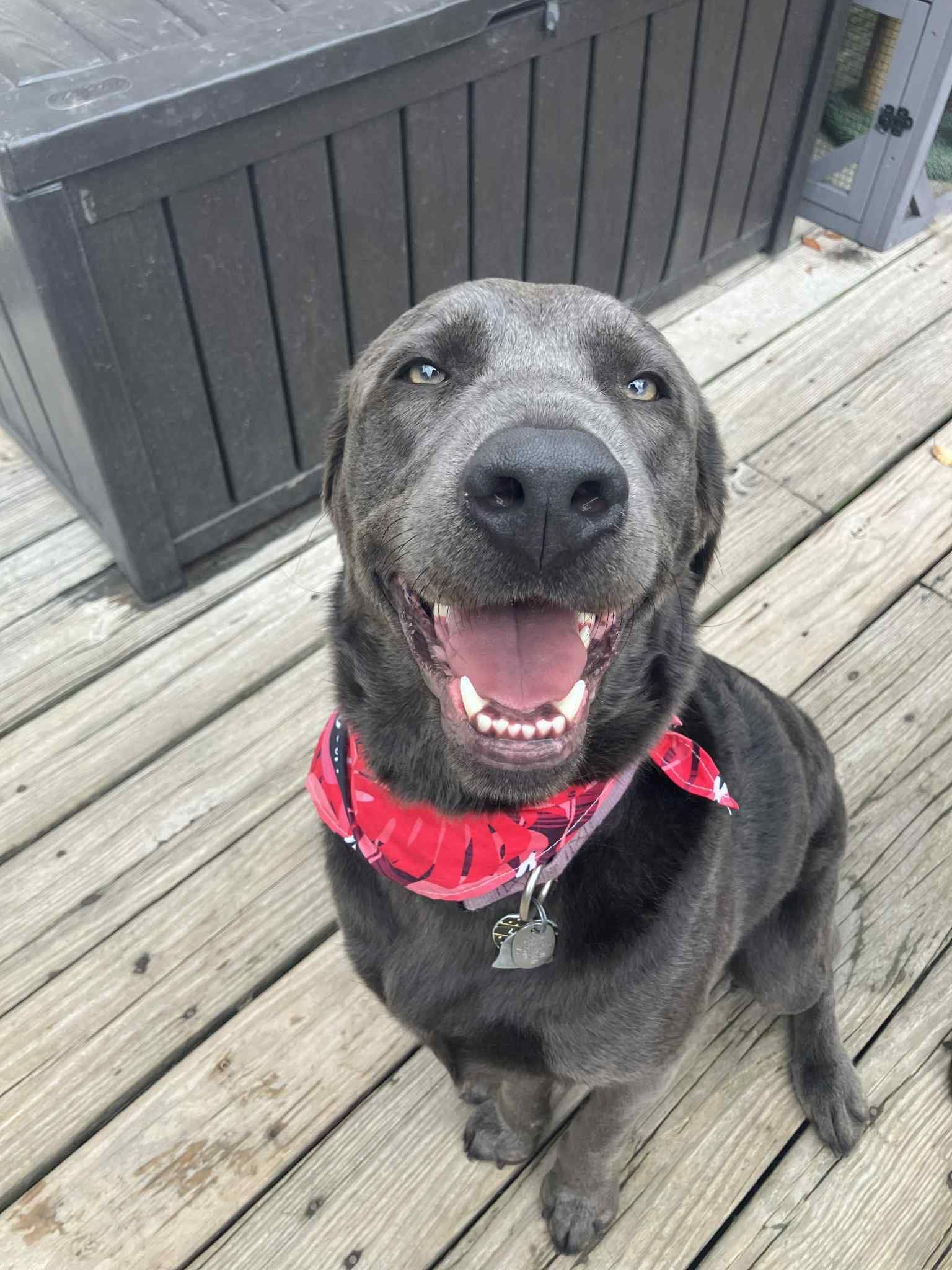 Happy gray dog with a red bandana, sitting on a wooden deck, smiling.