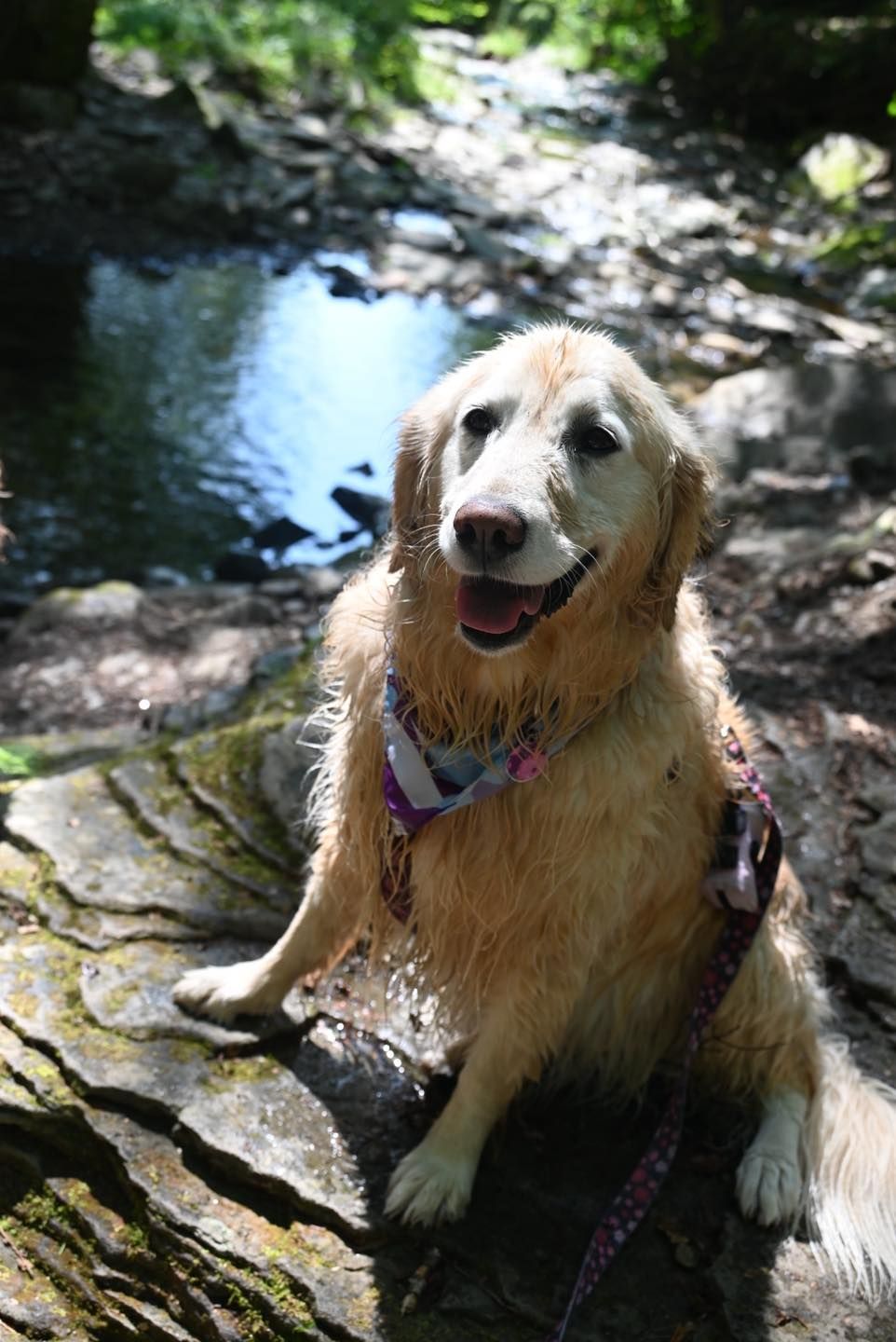 Golden Retriever, wet from water, on rock near a stream, wearing a bandana, smiling.