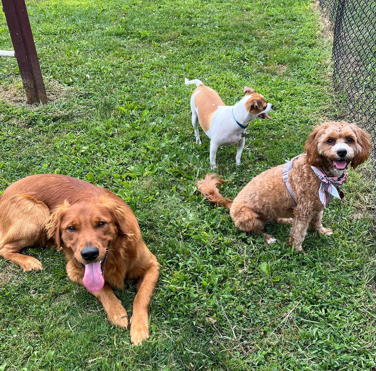 Three dogs on green grass; Golden retriever, Jack Russell mix, and a brown poodle mix, all smiling.