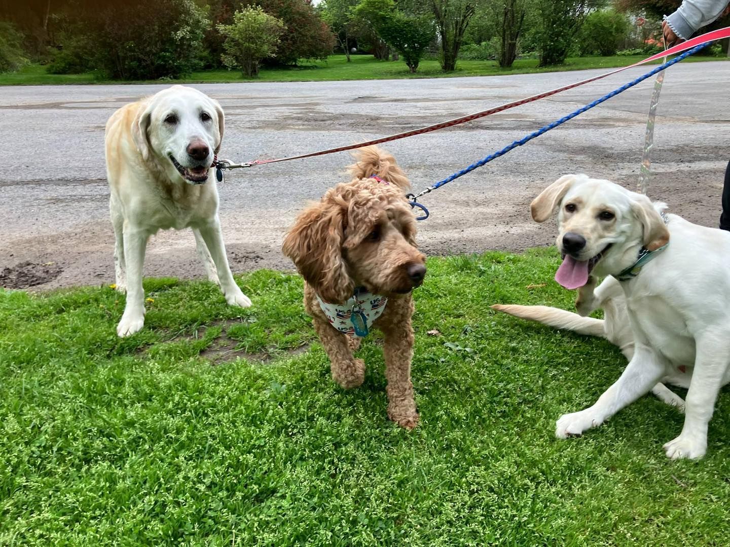 Three dogs on leashes on grass. Two yellow labs, one brown poodle-mix. One lab is sitting, other two are standing.