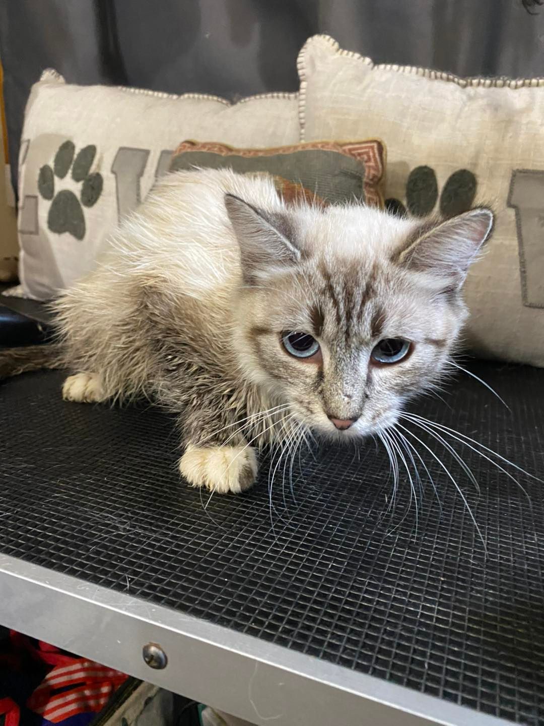 Light-colored tabby cat with blue eyes sitting on a dark surface, looking forward.