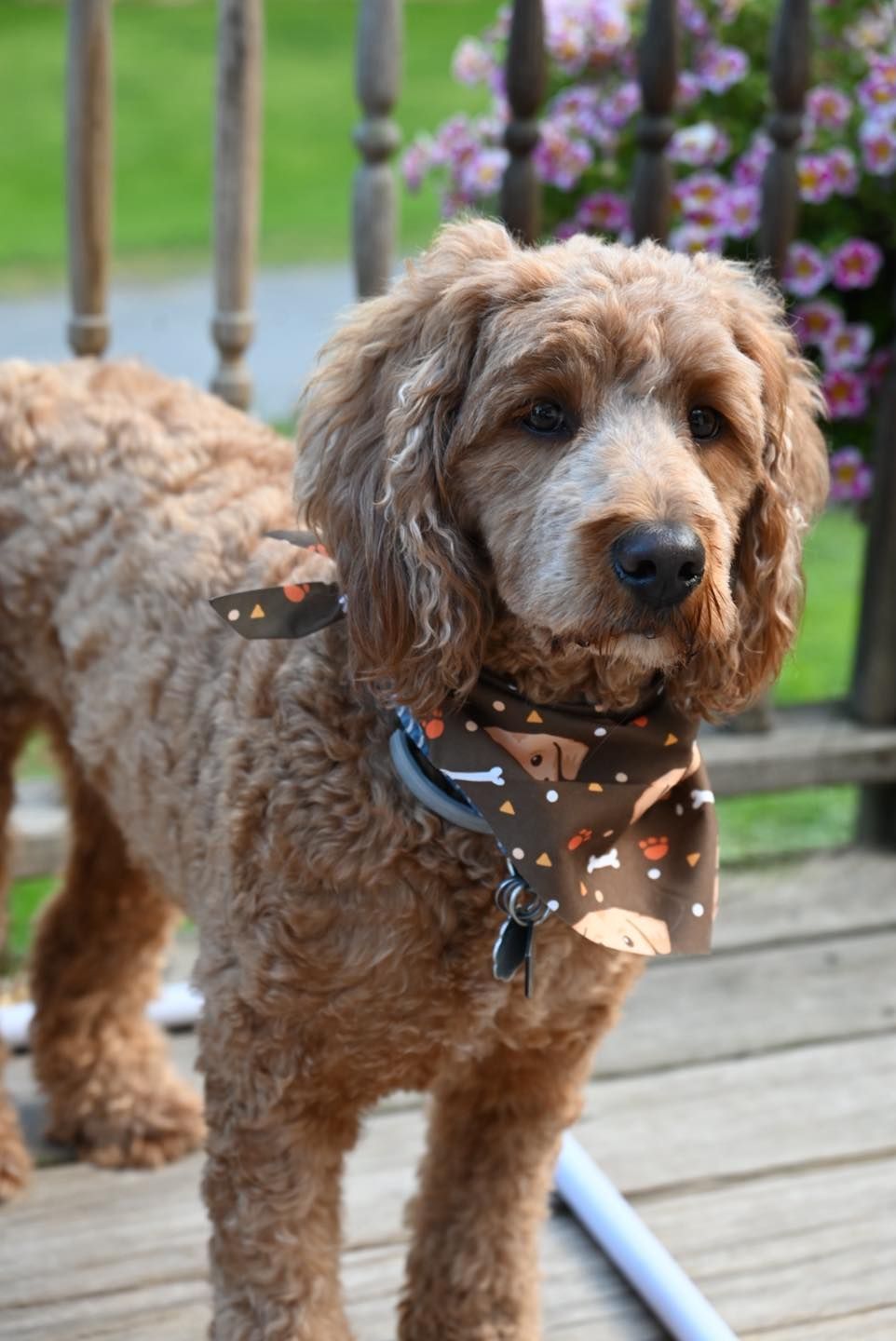 Brown Goldendoodle dog wearing a bandana, outdoors on a deck.