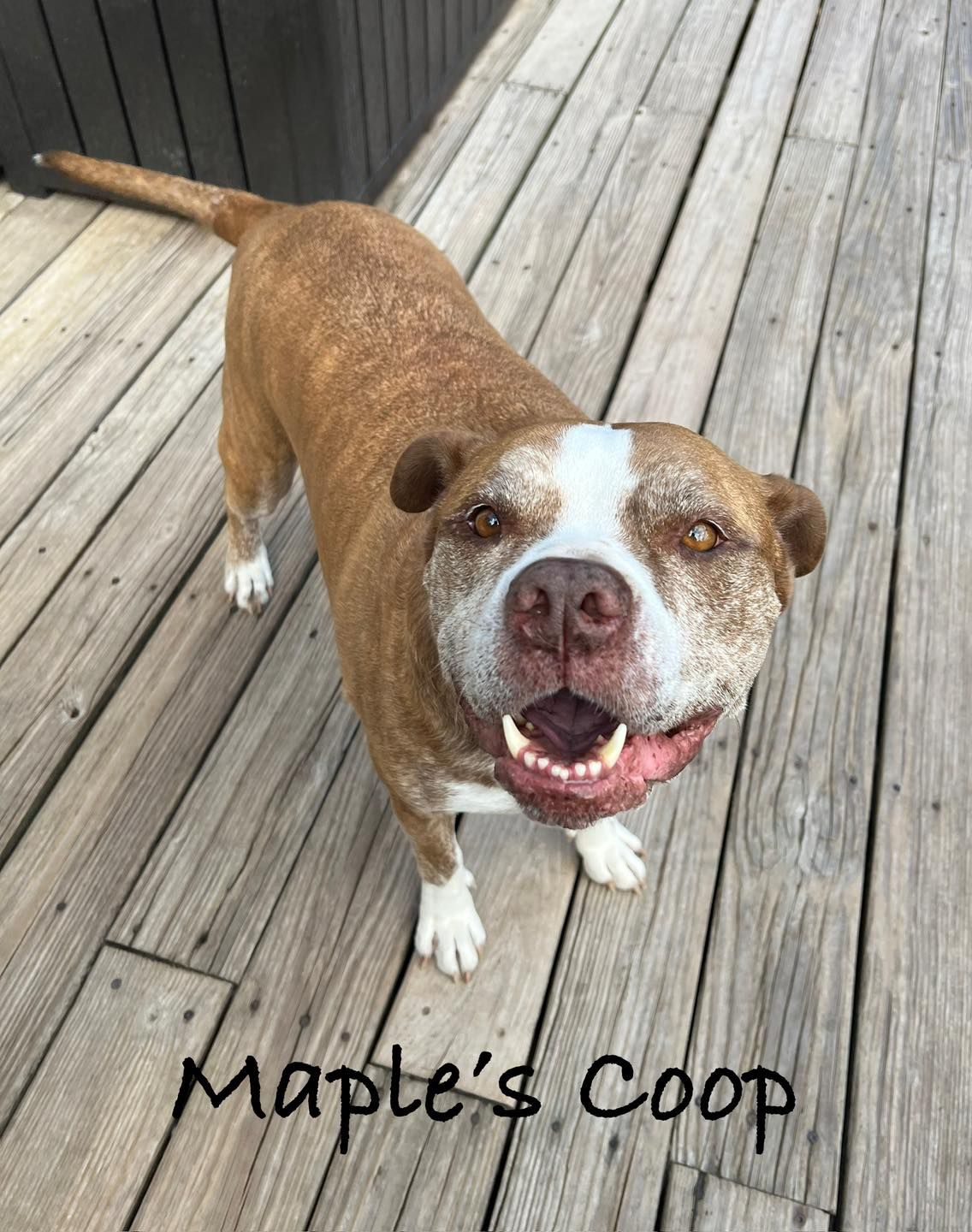 Brown and white pit bull smiling on a wooden deck;