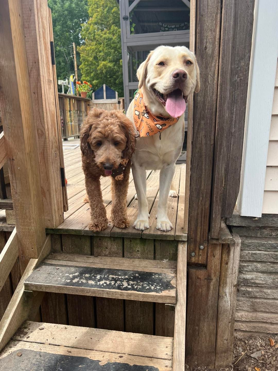 Two dogs standing on wooden steps: a brown Goldendoodle and a yellow Labrador with a Halloween bandana.