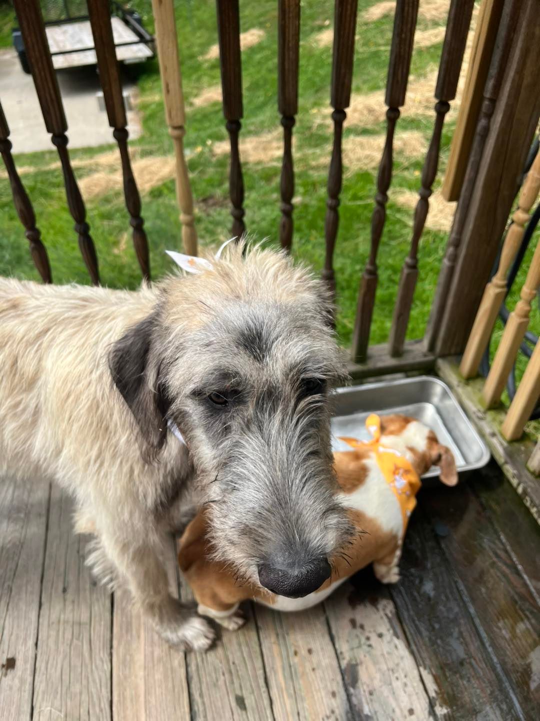 Dog with shaggy grey and tan fur, holding a small dog toy. Beside a metal tray on a wooden deck.