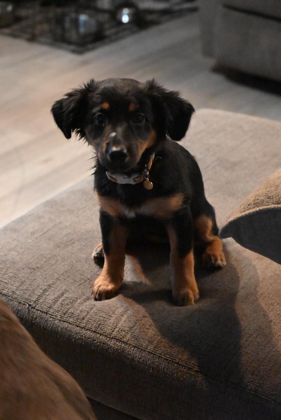 Black and tan puppy sits on a gray sofa, looking forward.