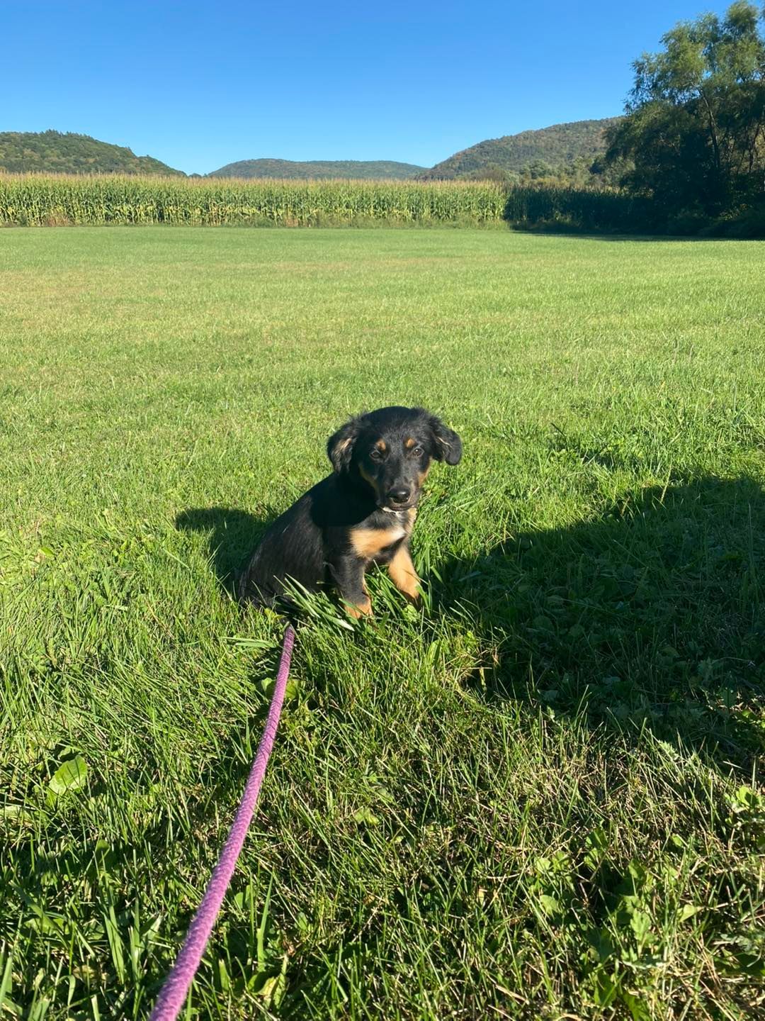 Black and tan puppy sits in grassy field, purple leash visible. Background: cornfield, hills, and blue sky.