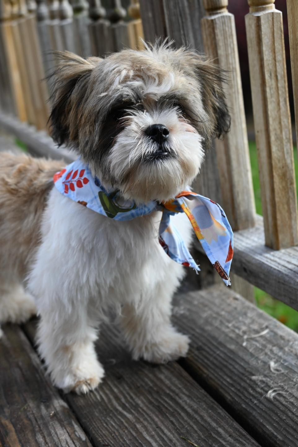 Shih Tzu dog wearing a patterned scarf, standing on a wooden bench.