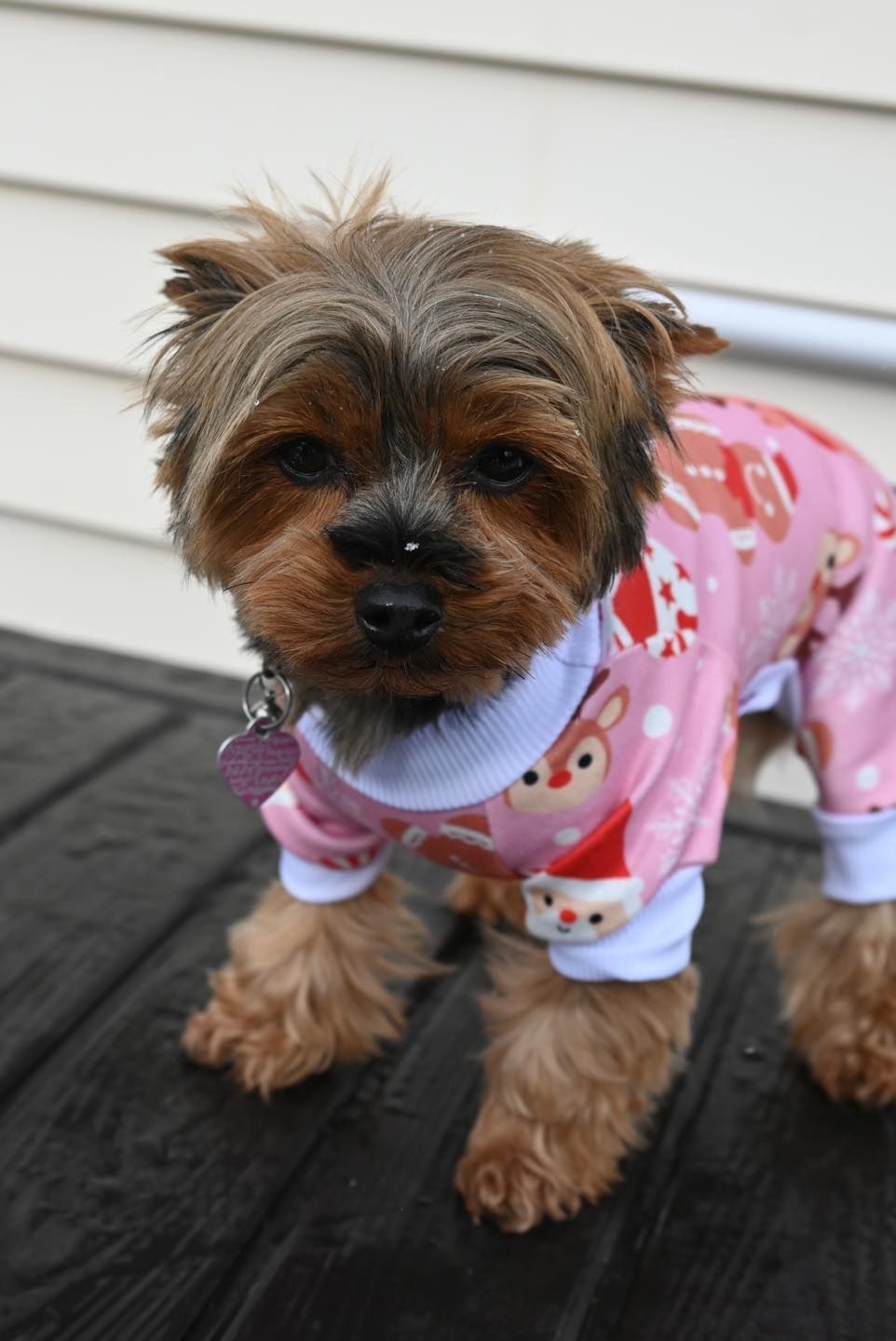Yorkshire Terrier in pink holiday pajamas on a black surface.