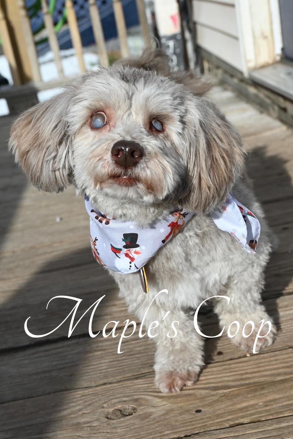 A small, light-gray dog with white eyes wearing a bandana. Sitting outside on a wooden deck.