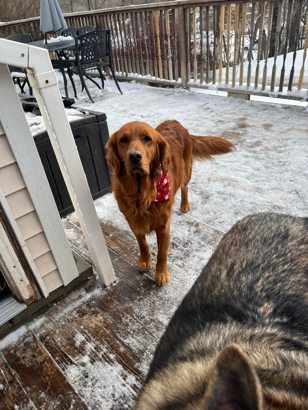 Golden Retriever dog wearing a red bandana on a snow-covered deck, another dog partially in the foreground.