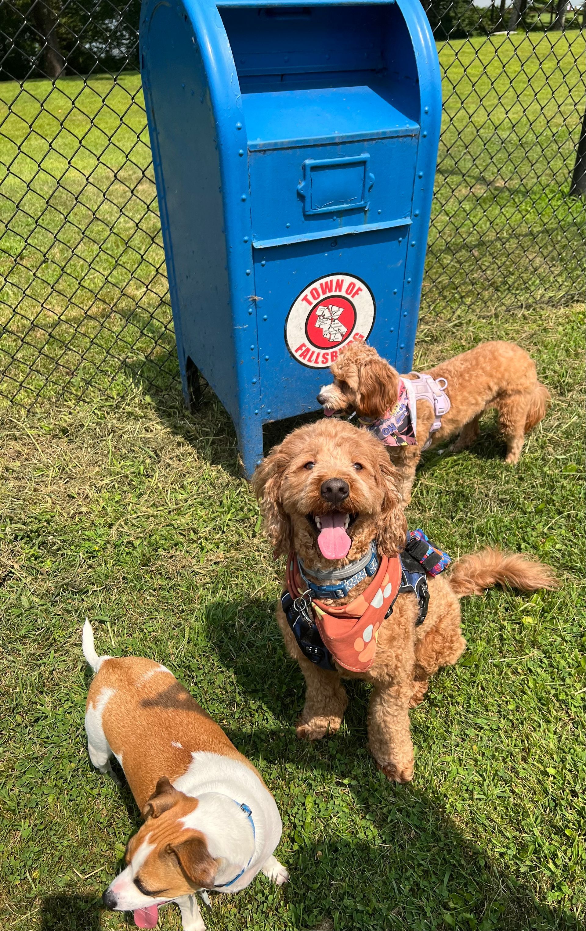 Three dogs sit near a blue dog waste station in a grassy area. One dog smiles with its tongue out.
