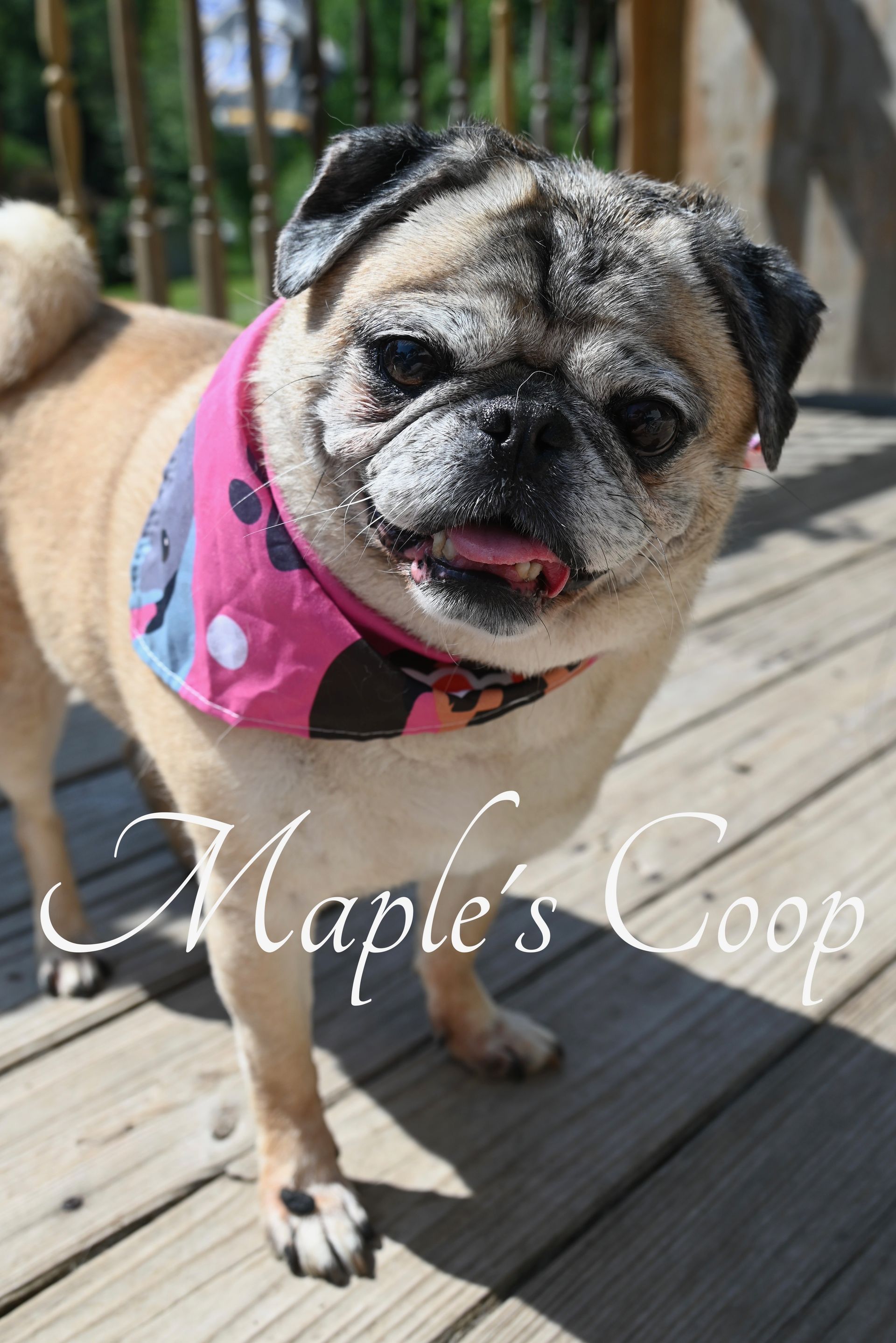 Tan pug with a pink bandana outside on a wooden deck, sticking its tongue out.
