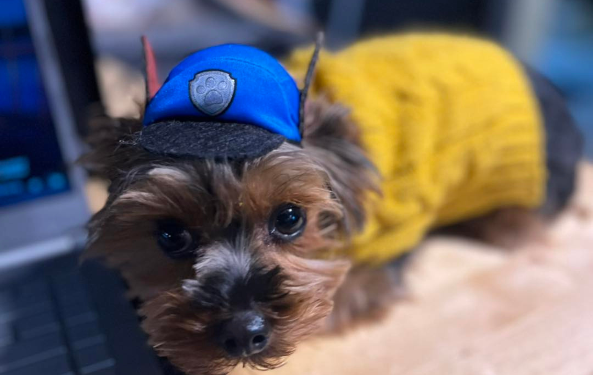 Yorkshire Terrier dog wearing a blue police hat and yellow sweater.